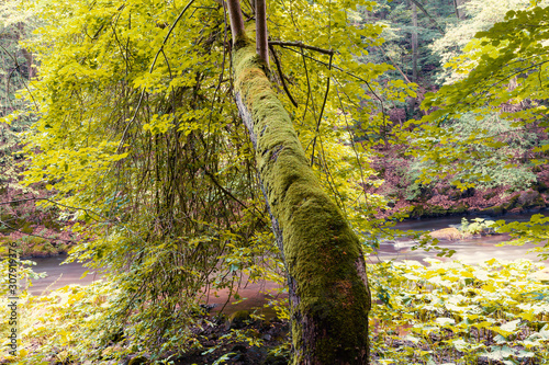 Ungewöhnlich geformter Baum, der Fluss überragt im Bodetal in Harz © pengelmann