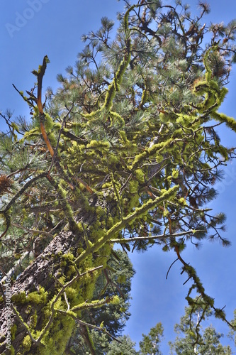 branches of a tree with blue sky in background