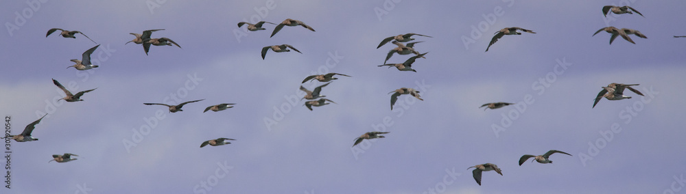 Obraz premium oiseaux d'eau