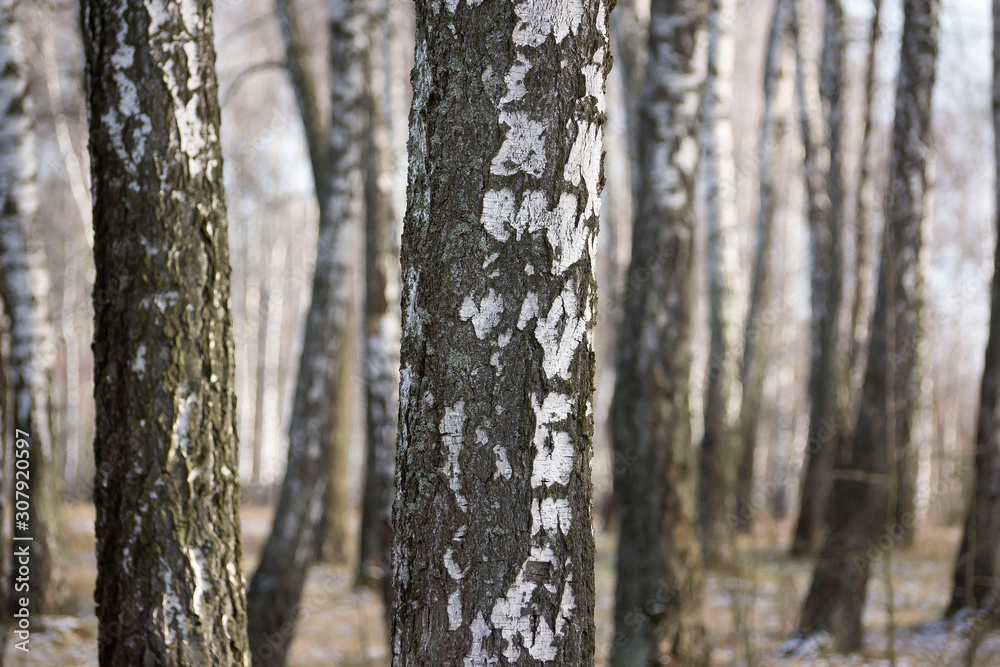 Panorama of a birch grove in winter. slender white trees Panorama of a birch grove in winter. slender white trees