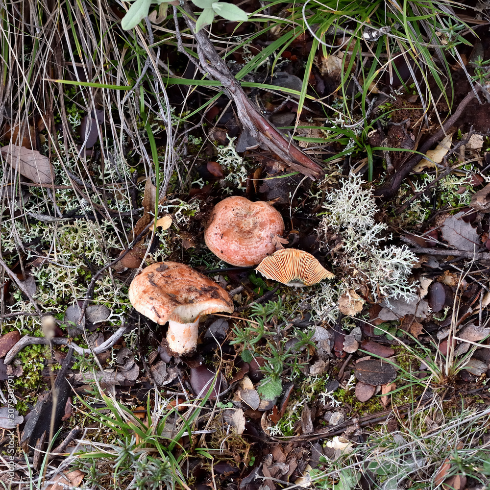 Niscalos (Lactarius deliciosus) between the aciculas and the moss of the forest Niscalos (Lactarius deliciosus) between the aciculas and the moss of the forest