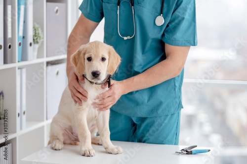 Cute puppy in veterinary hospital