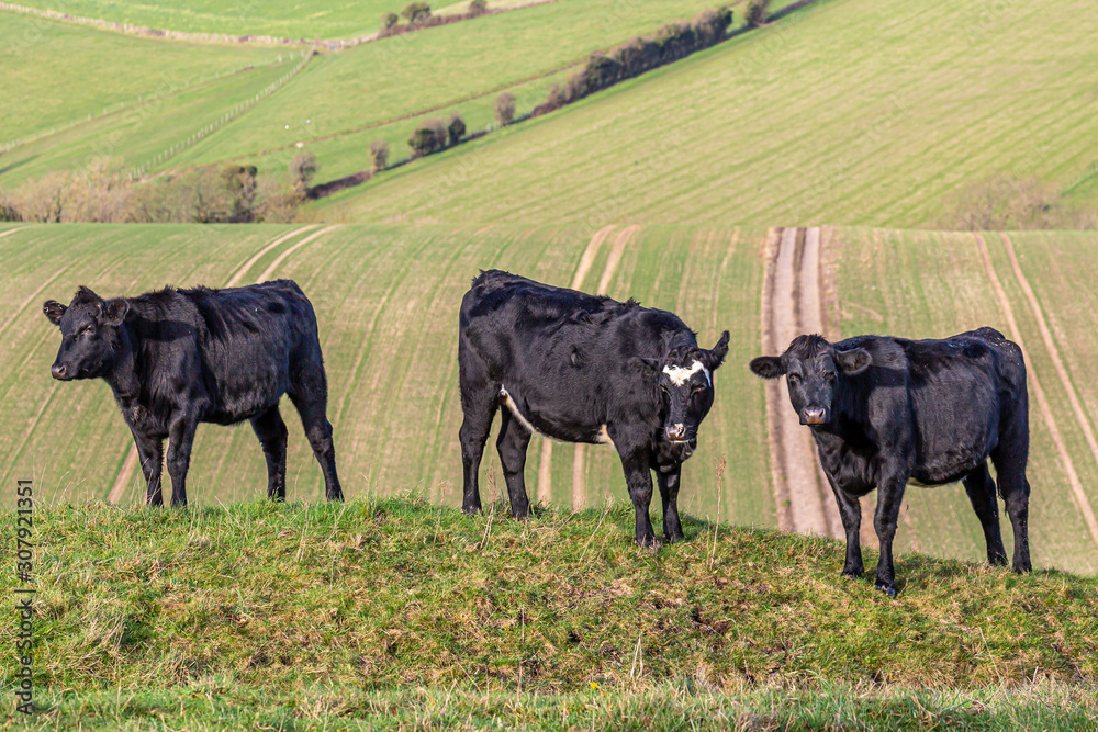 Three cows standing in a field in the South Downs in Sussex