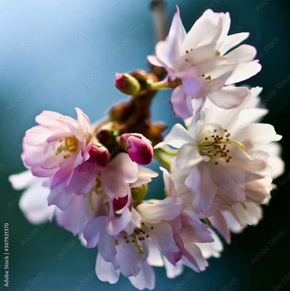 Obraz premium Cherry Blossom