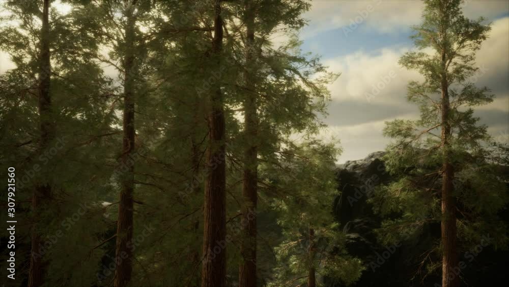 Fog and pine trees on rugged mountainside and coming storm Fog and pine trees on rugged mountainside and coming storm