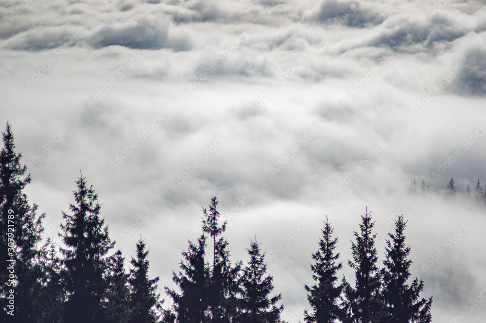 The view from the heights of the mountains and forests covered by fog The view from the heights of the mountains and forests covered by fog