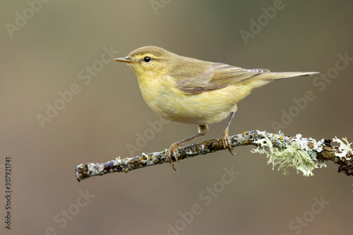 Common Chiffchaff (Phylloscopus collybita)