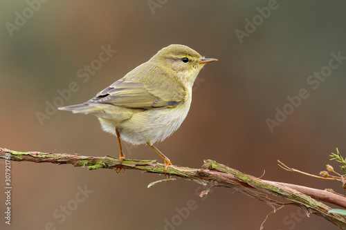 Common Chiffchaff (Phylloscopus collybita) photo