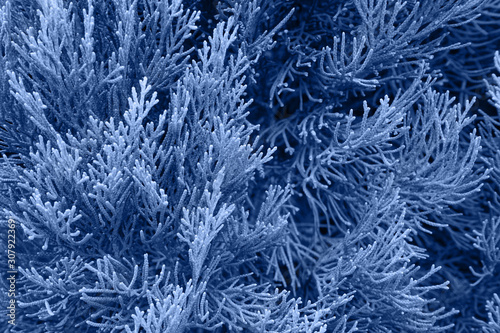 Closeup of cypress tree branch in the hedge in garden. Classic blue color of the year 2020. Botanical background.