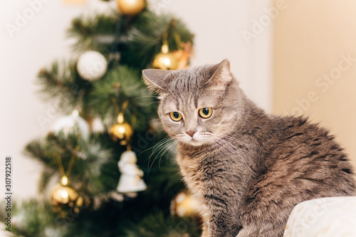 Very funny grey Scottish cat with Christmas tree on the background.New Year and Holidays concept.