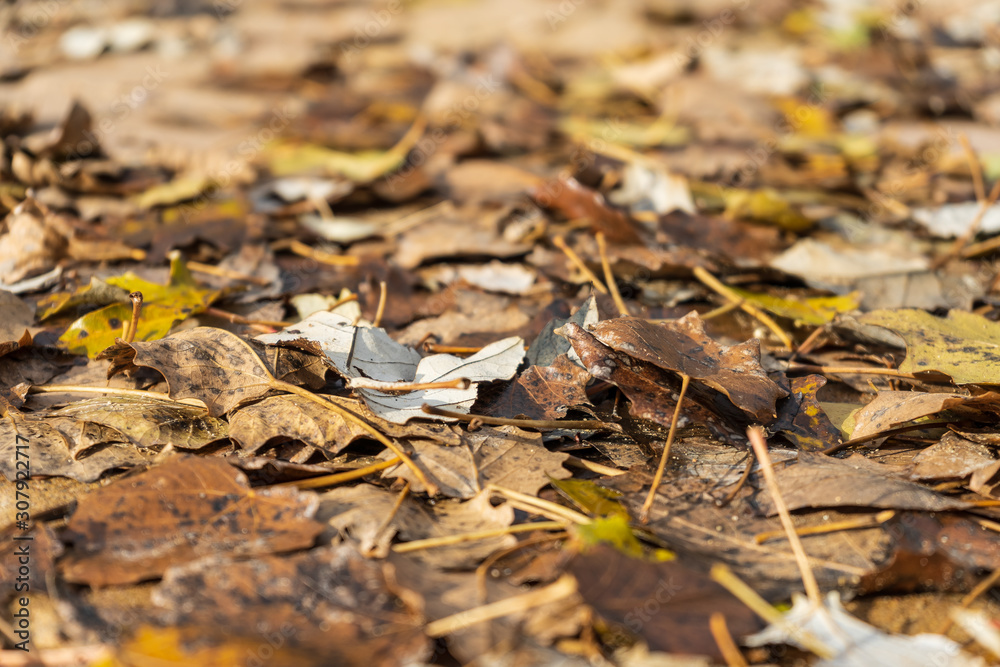 autumn leaves in forest