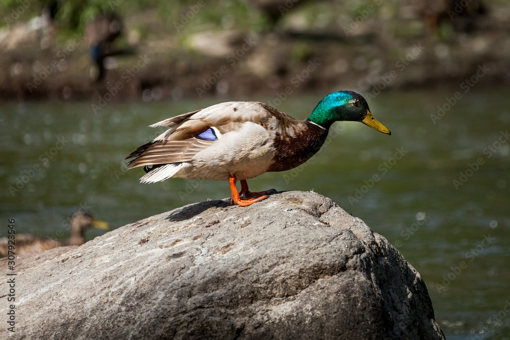Beautiful Canada Mallard duck in water. Beautiful Canada Mallard duck in water.