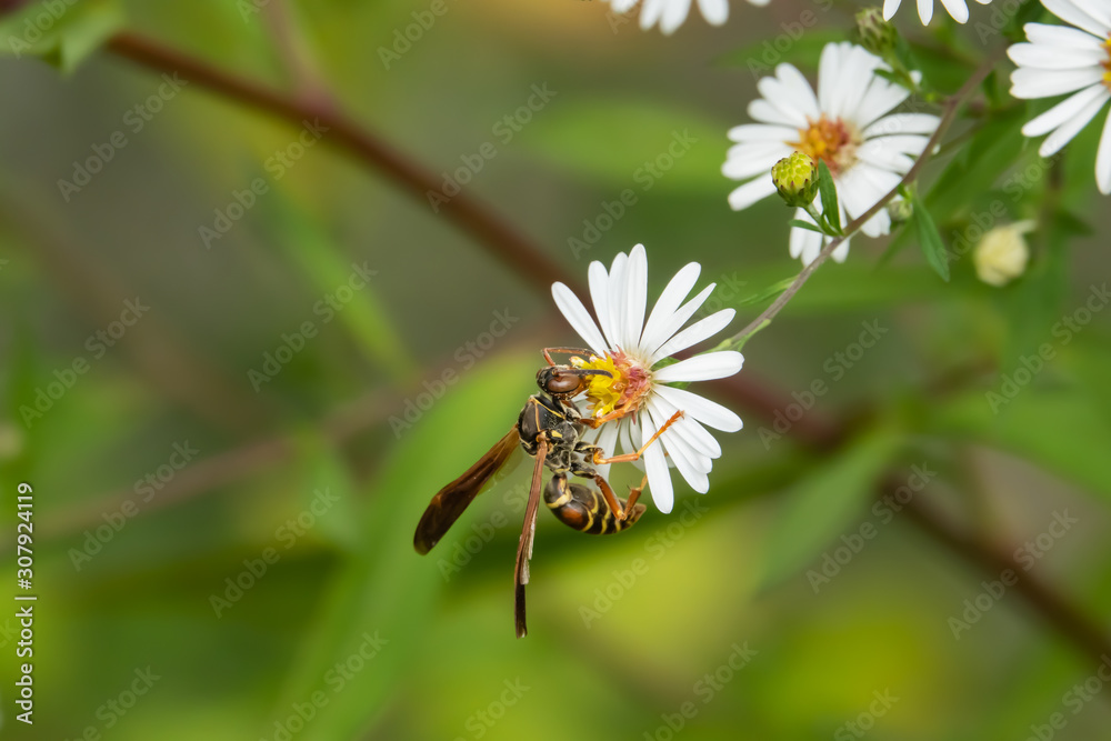 Northern Paper Wasp on Aster Flowers Northern Paper Wasp on Aster Flowers