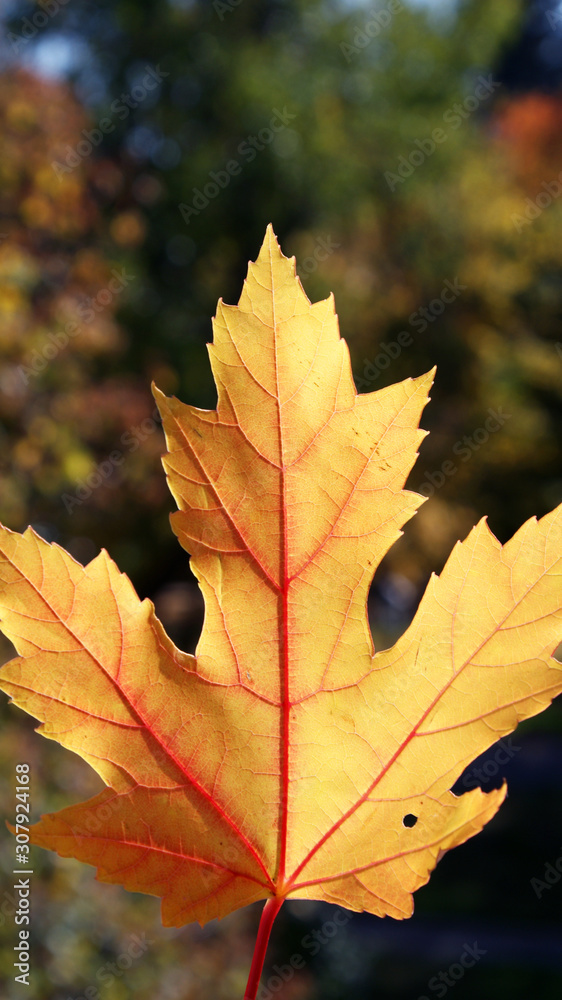 Autumn, yellow maple leaf, beautiful autumn background Autumn, yellow maple leaf, beautiful autumn background