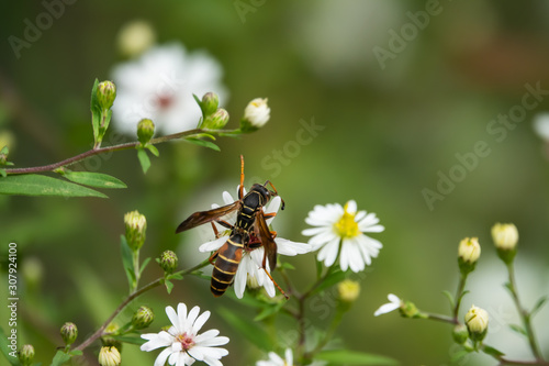 Northern Paper Wasp on Aster Flowers © Erik