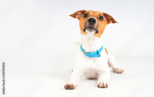 Jack Russell dog breed. Funny dog portrait on white.