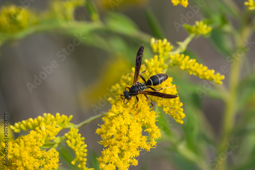 Northern Paper Wasp on Goldenrod Flowers in Summer