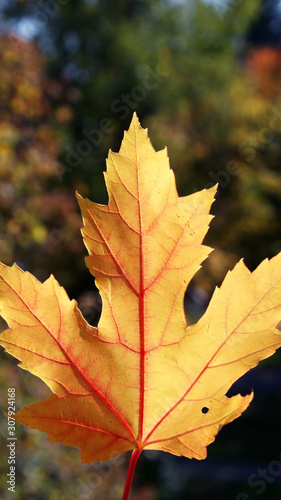 Autumn, yellow maple leaf, beautiful autumn background