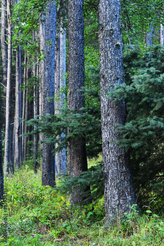 Fototapeta premium Lodgepole Pine Forest 