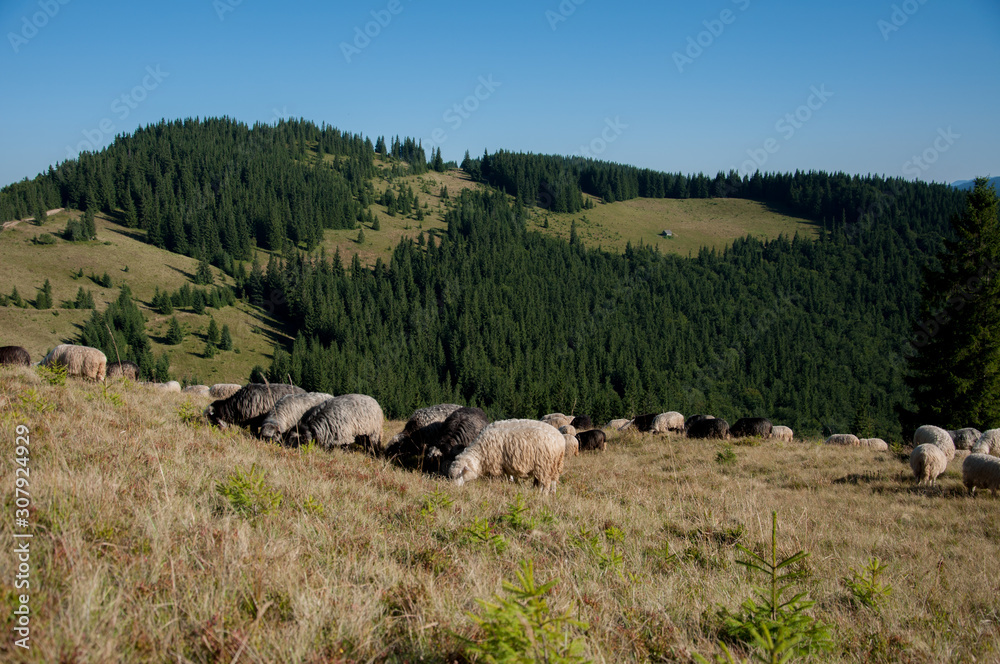 Obraz premium sheep flock in the mountain