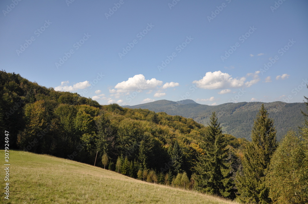 autumn forest in the mountain autumn forest in the mountain