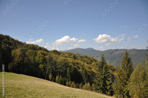 autumn forest in the mountain 