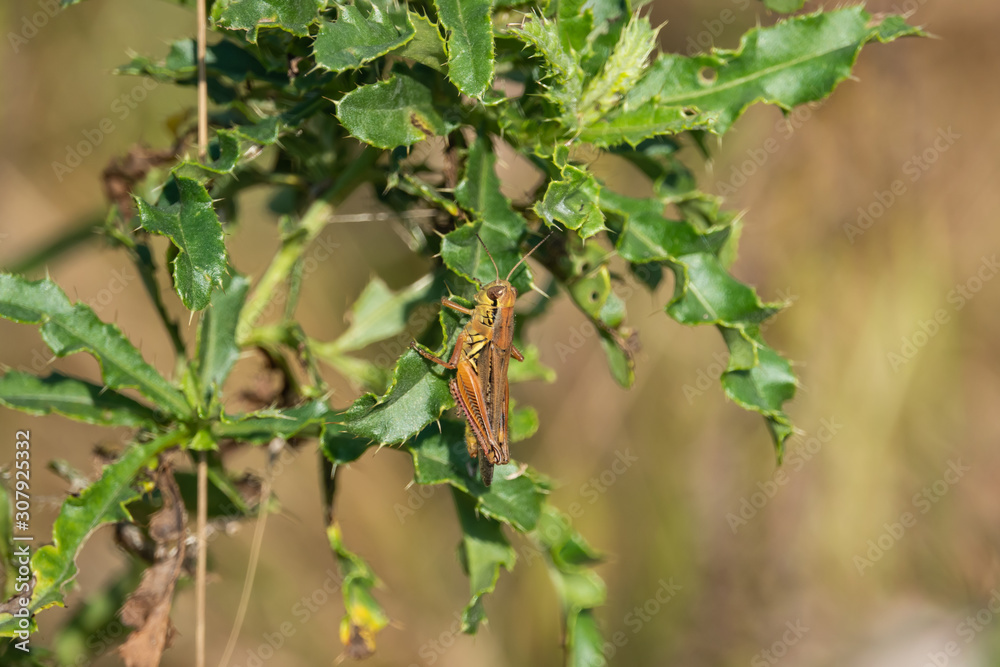 Grasshopper on Canada Thistle in Summer Grasshopper on Canada Thistle in Summer