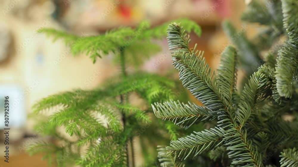 Tree, christmas, new year Tree, christmas, new year