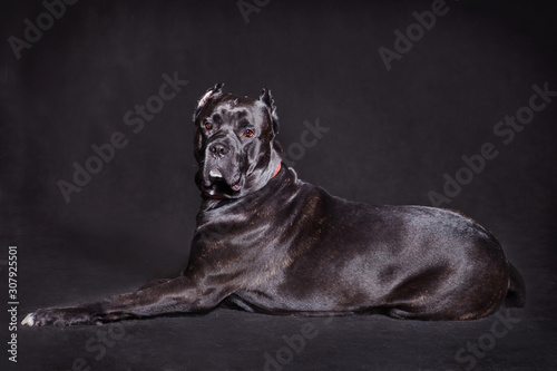 big beautiful black dog breed italian cane corso on a black background