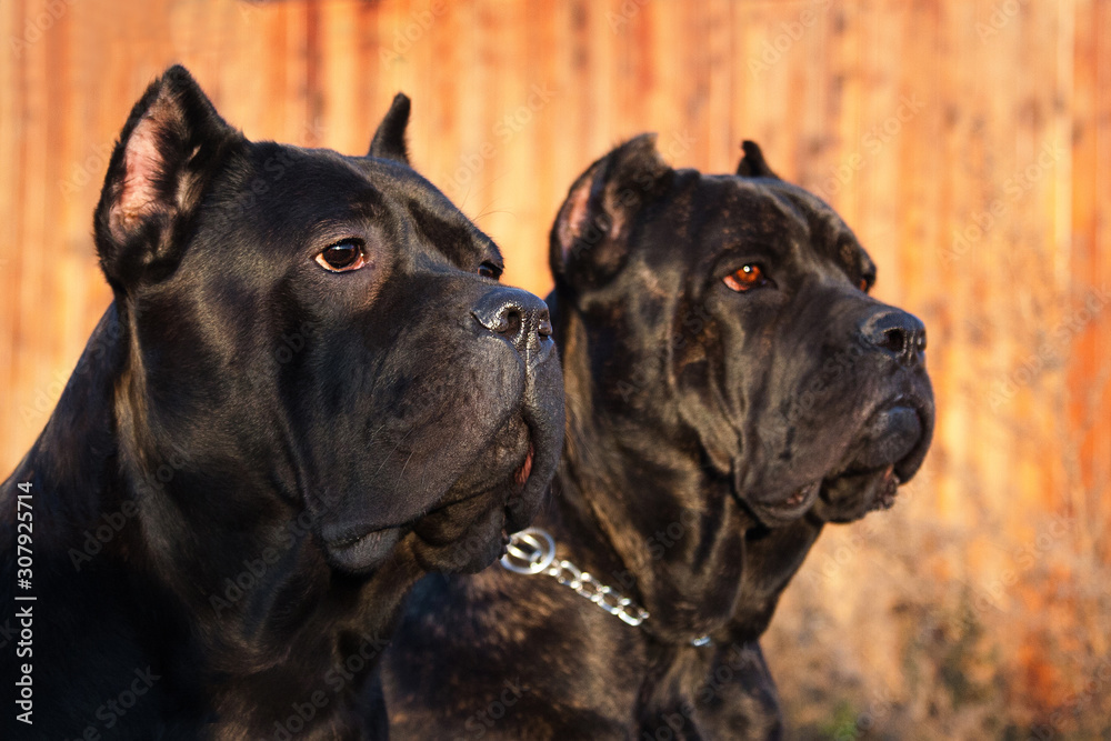 Two hotsell cane corsos