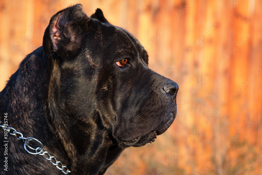 very beautiful big black dog breed Italian Cane Corso