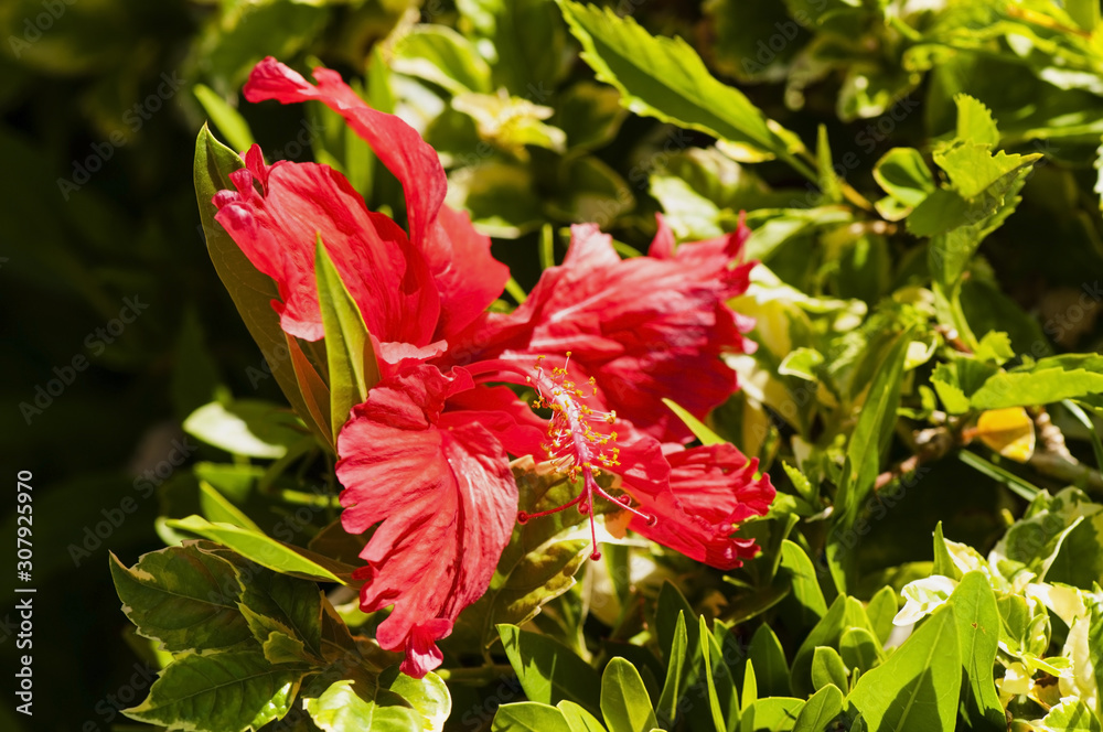 Beautiful tropical red hibiscus flower on a green background, natural tropical background.