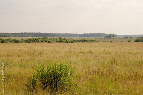 Natural scenery. A large wild meadow has a forest on the horizon. The weather is summer and cloudy. Ivanovo region  Russia.