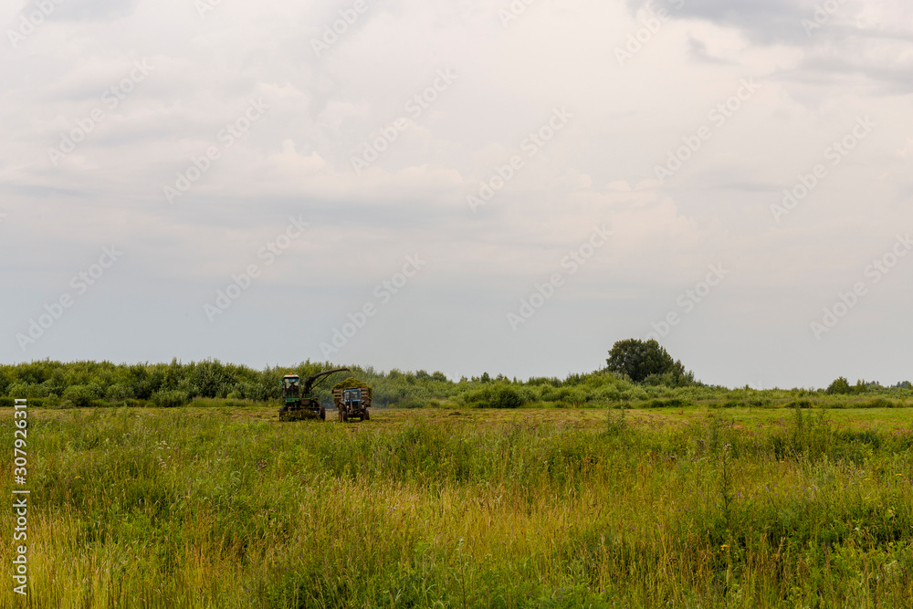 Natural scenery. A large wild meadow has a forest on the horizon. The weather is summer and cloudy. Ivanovo region, Russia.