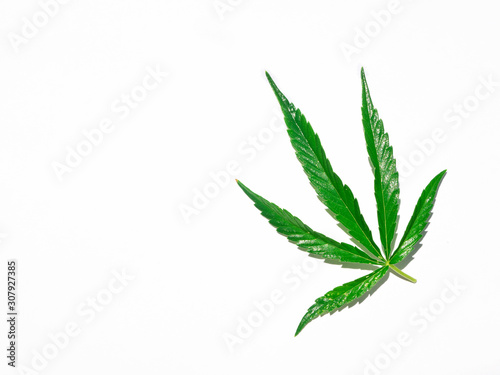 Green cannabis leaf isolated on white close up.