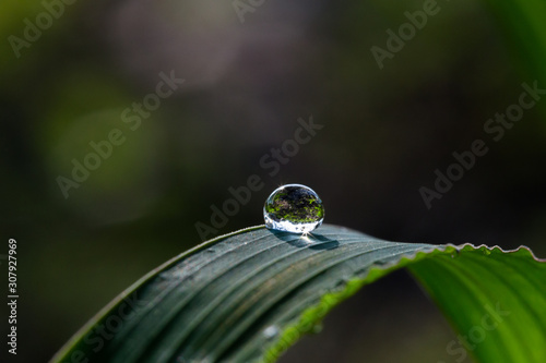 water drop on a green leaf