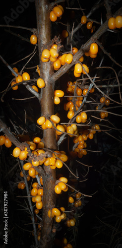 sea buckthorn berries on the bushes