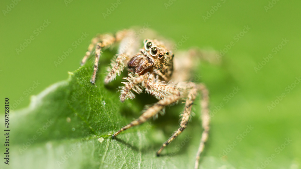 spider on green leaf spider on green leaf