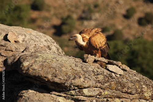 The Griffon vulture (Gyps fulvus) sitting on the grey rocks.