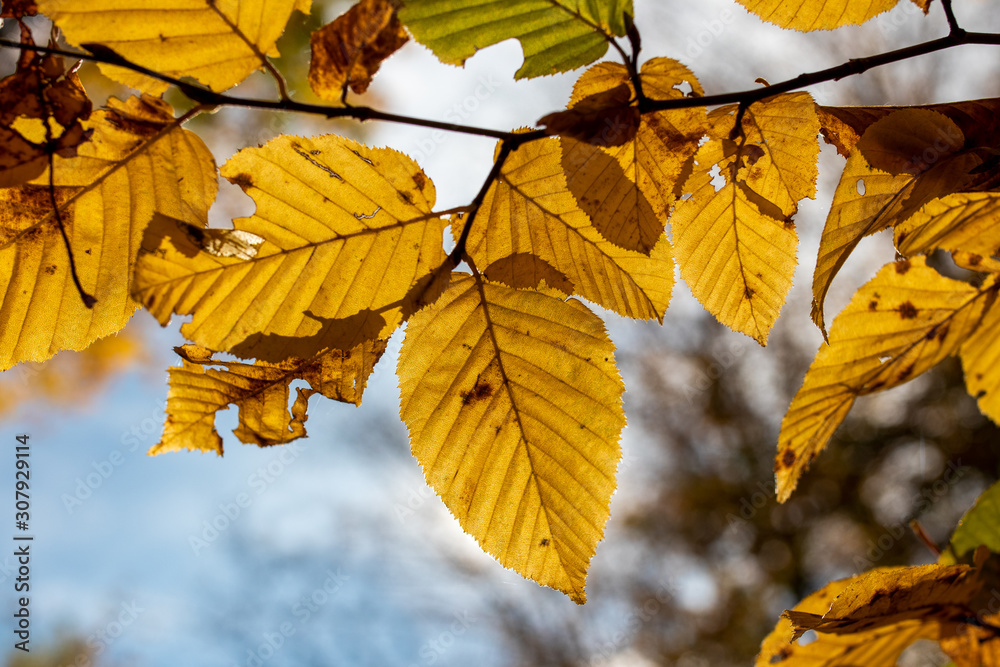 Obraz premium Colorful golden leaves in the last days of autumn on a sunny day