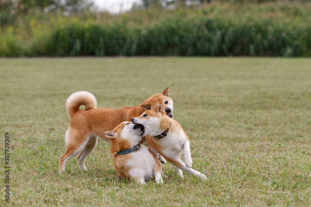 野原で遊んでいる柴犬