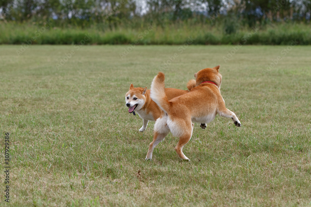 野原で遊んでいる柴犬 野原で遊んでいる柴犬