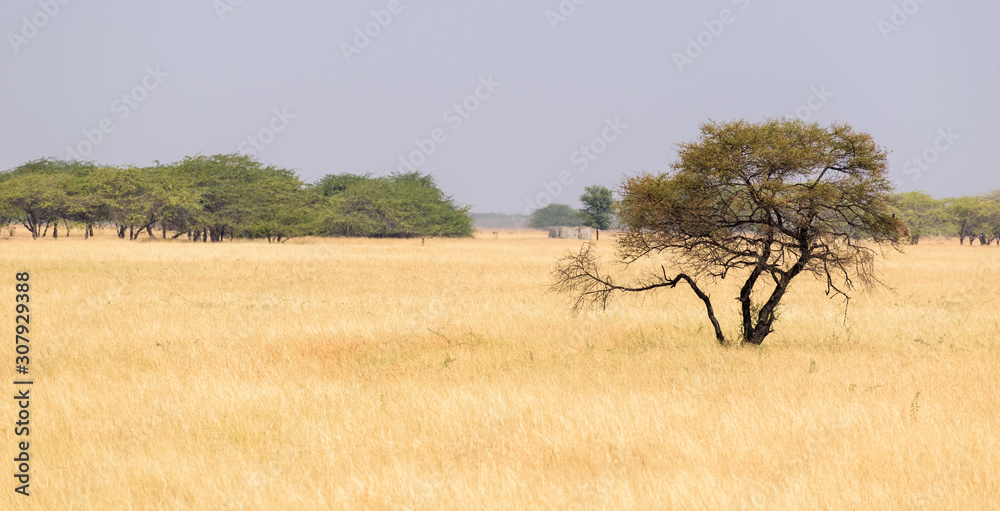 A lonely tree in the grasslands of the Velavadar National Park near the city of Bhavnagar in Gujarat.