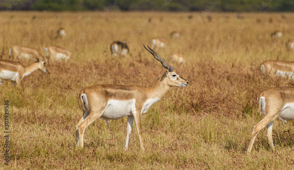 Portrait of a male blackbuck with horns walking with its herd in the grasslands of the Velavadar National Park in Gujarat, India. Portrait of a male blackbuck with horns walking with its herd in the grasslands of the Velavadar National Park in Gujarat, India.