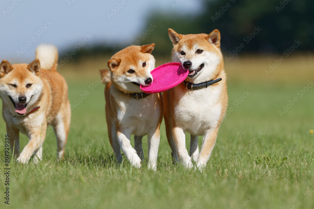 野原で遊んでいる柴犬