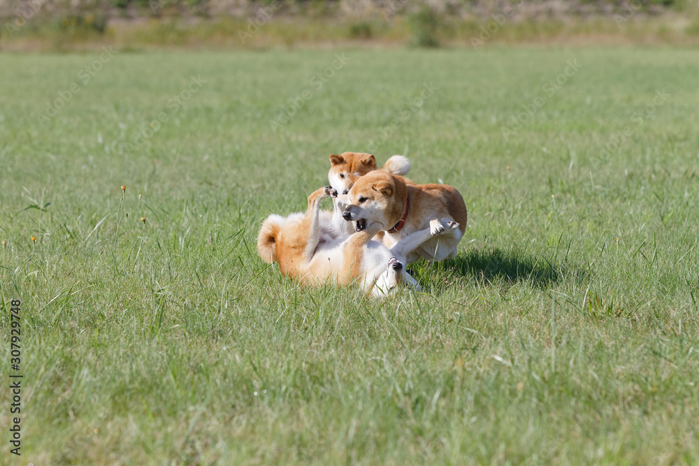 野原で遊んでいる柴犬