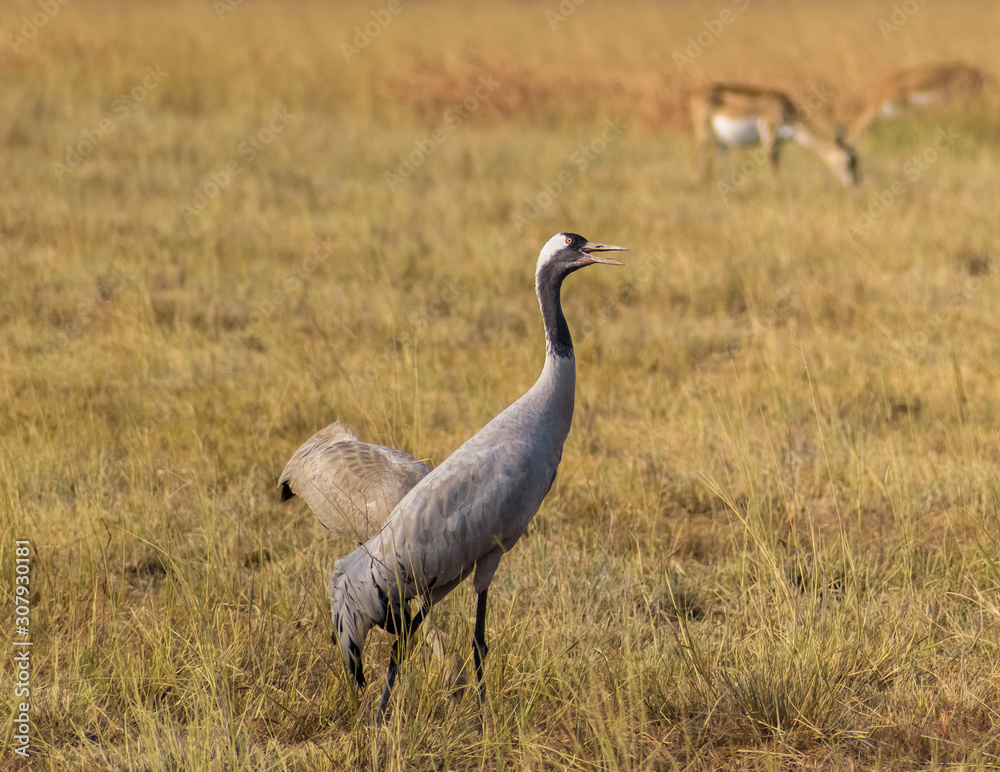 Fototapeta premium A common crane in the grasslands of the Velavadar National Park near Bhavnagar in Gujarat, India.