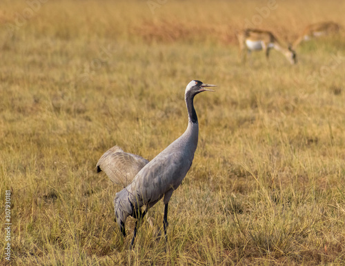 A common crane in the grasslands of the Velavadar National Park near Bhavnagar in Gujarat, India.