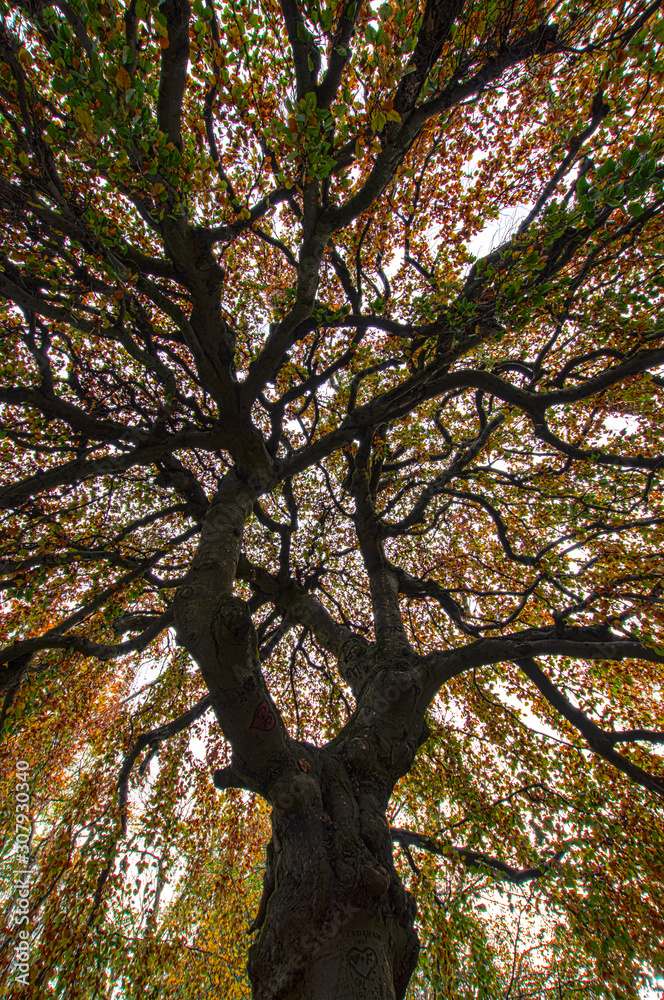 Wide angle view of a big tree with colorful leaves in autumn