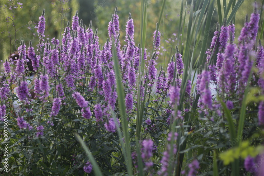 lavender flower field in provence france